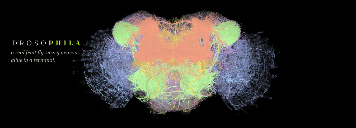 DROSOPHILA: a real fruit fly, every neuron, alive in a terminal