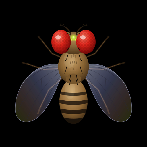 The fly, drawn: red eyes, striped body, clear wings