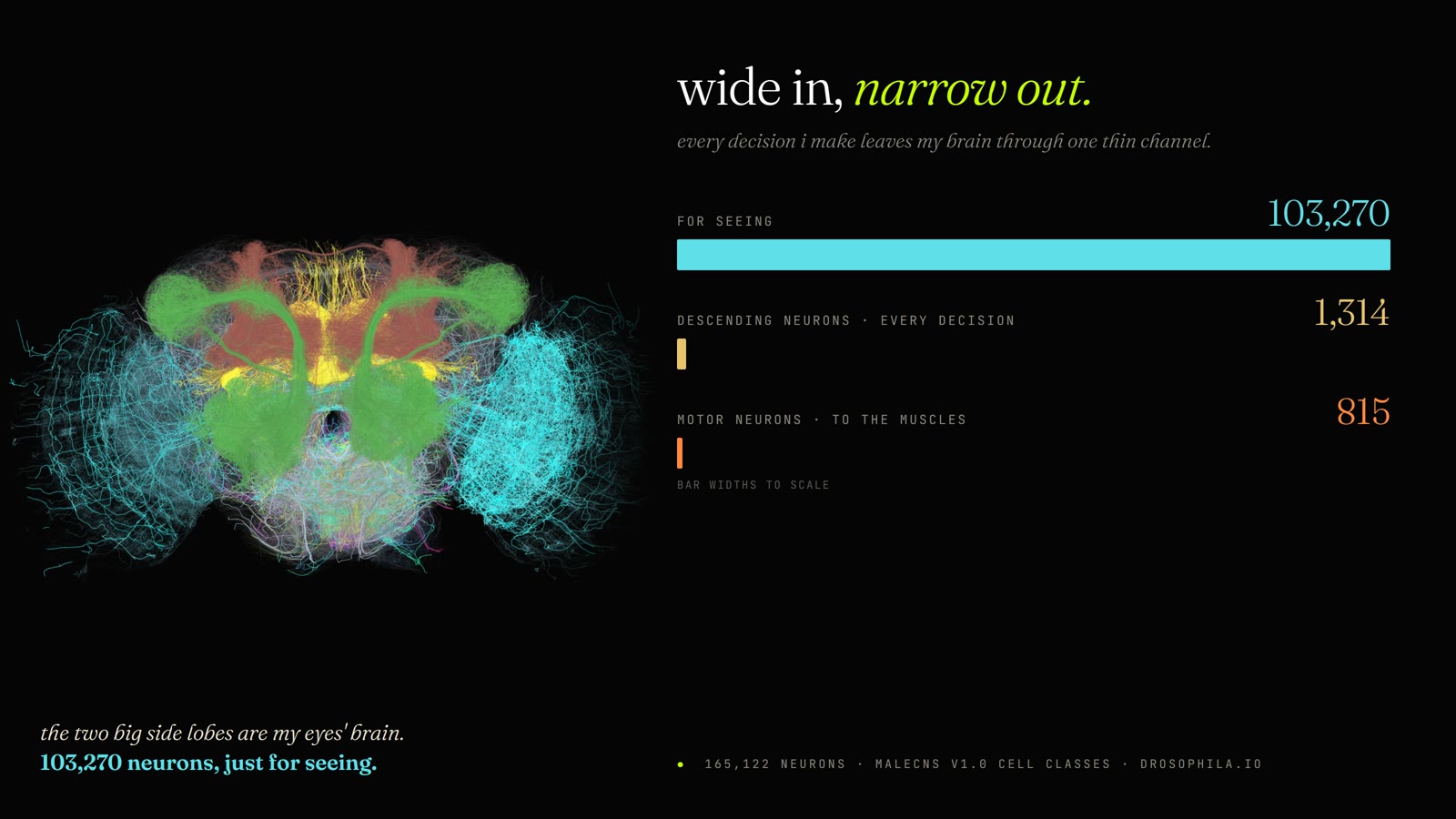 wide in, narrow out: 103,270 neurons for seeing, 1,314 descending neurons, 815 motor neurons